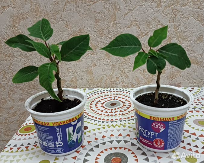 Пуансеттия