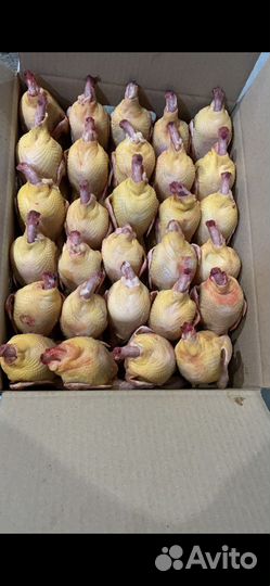 Тушки перепела