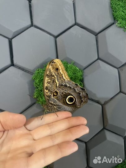 Тропические бабочки