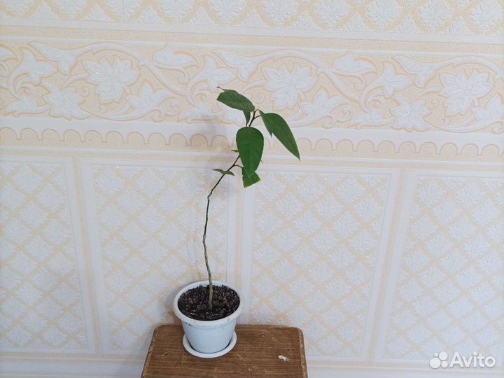 Плодоносящий лимон Лиметта Россо привитый