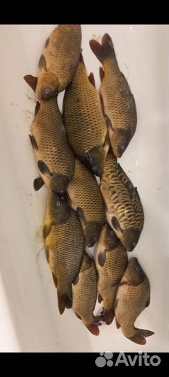 Свежая рыба карп