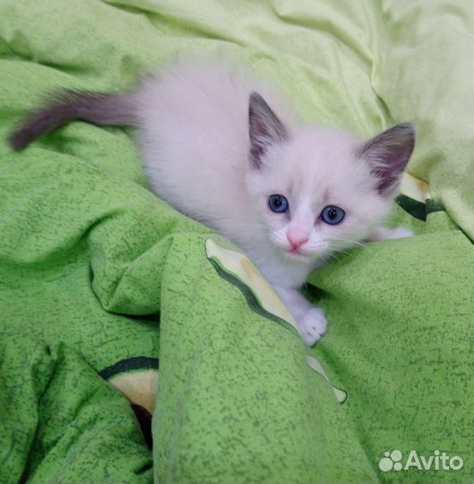 Котенок девочка в добрые руки