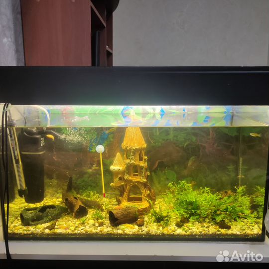 Аквариум на 100 литров с оборудованием и рыбками