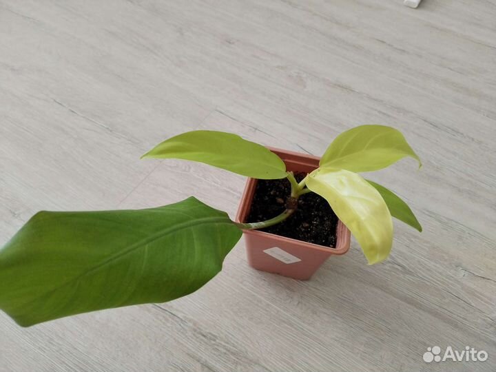 Филодендрон Малай голд