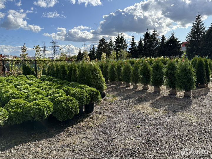 Туя западная Смарагд из питомника