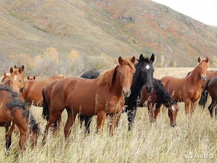 Лошади на продажу