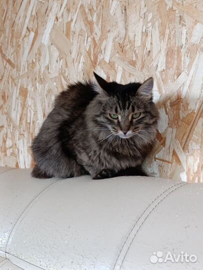 Сибирская кошка