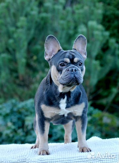 Французики на вязку