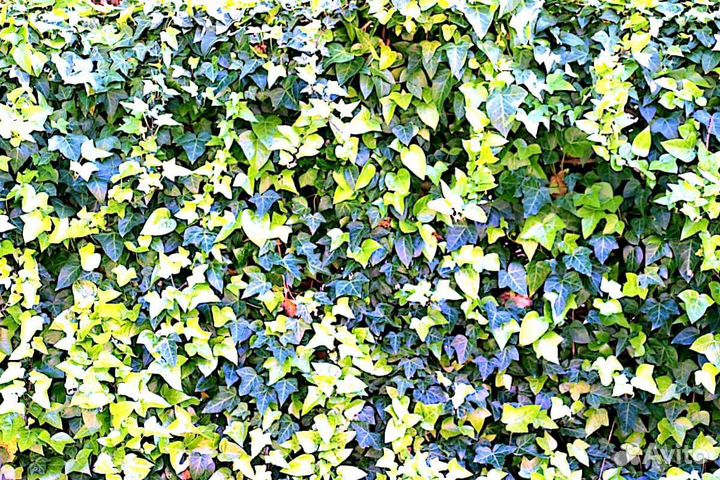 Плющ с доставкой по России