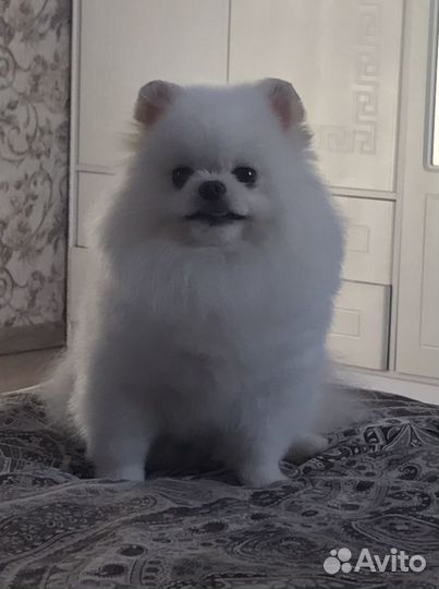 Померанский шпиц мини вязка