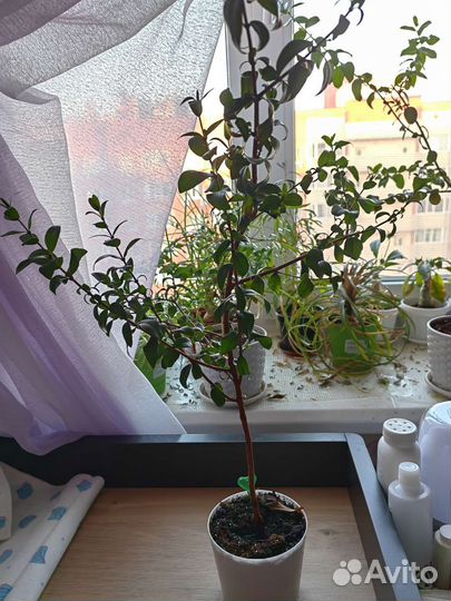 Мирт и мирсина африканская