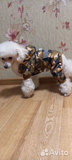 Одежда для собак мелких пород
