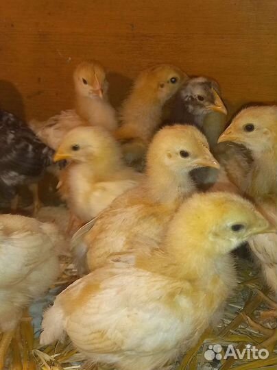 Цыплята