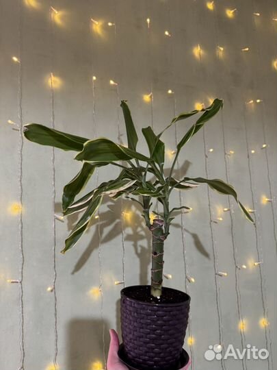 Пальма драцена