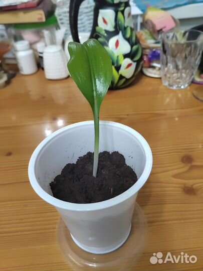 Эухарис/ Амазонская лилия