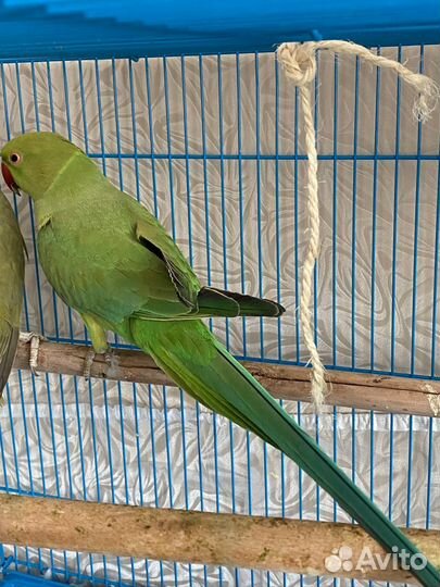 Ожереловый попугай