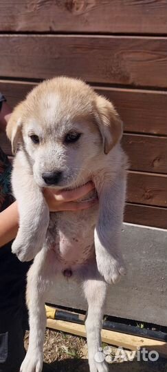 Щенки Метисы 1,5 месяца