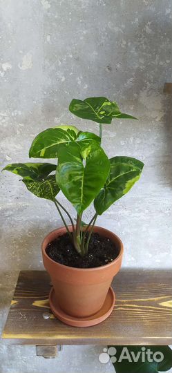 Сингониум сортовые