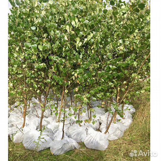 Береза саженцы с доставкой