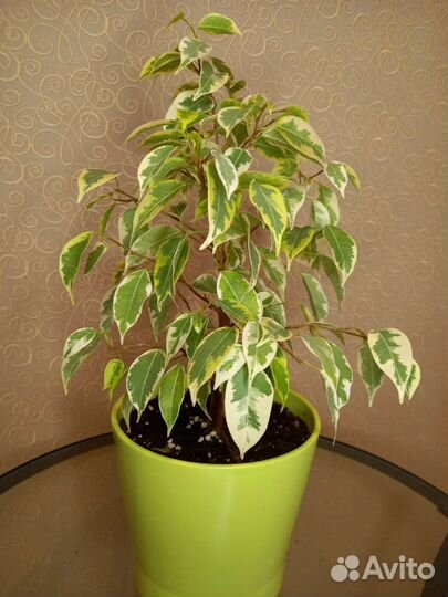 Фикус Бенджамина пестролистный