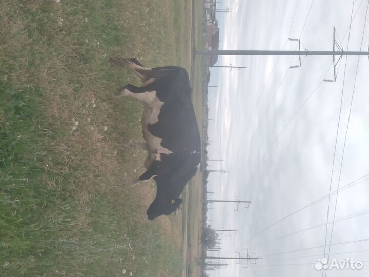 Коровы дойные молочные 8 голов и бычки на племя