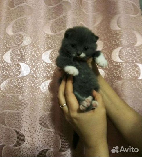 Шотландские котята