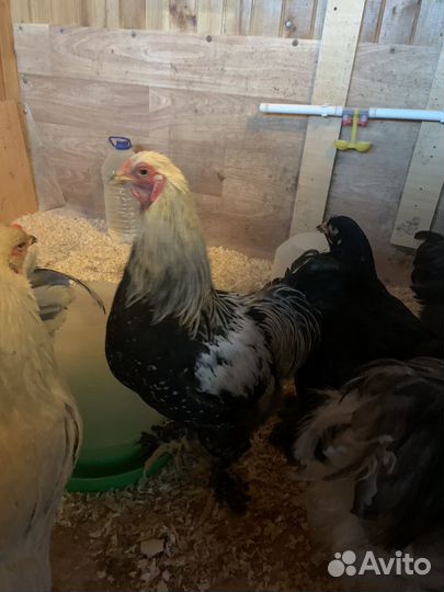 Продаю петухов Брама