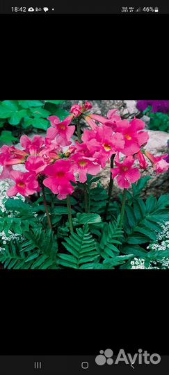 Инкарвилия делавея