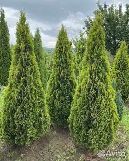 Туи с доставкой и посадкой