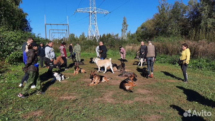 Дрессировка и обучение собак кинолог