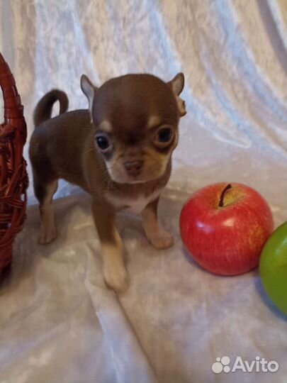 Чихуа хуа суперский мальчик