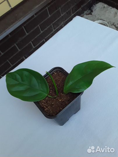 Комнатные растения цветы