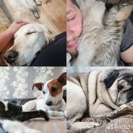 Передержка животных, Выгул, Догситтер, зооняня