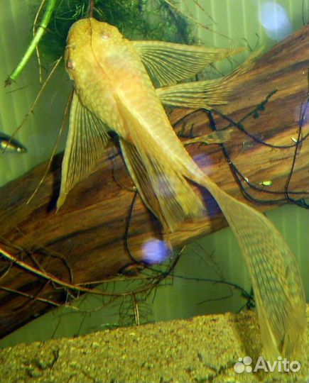 Продам вуалевых анцитрусов