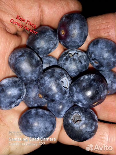 Саженцы Голубики окс и зкс