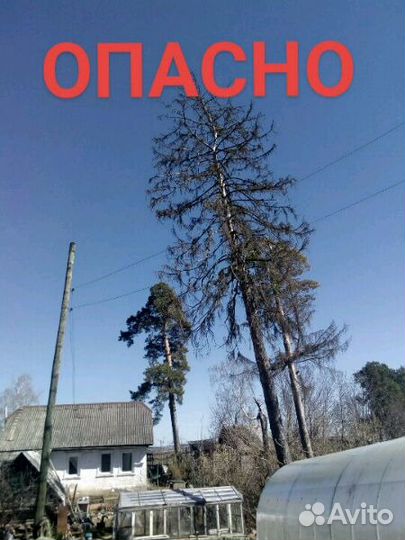 Спил обрезка деревьев. высотные работы. арборист