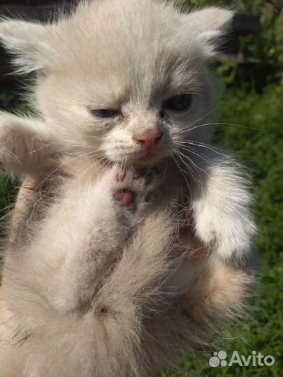 Кошка в дар