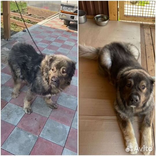 Груминг собак