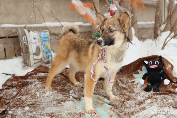 Щенок Лева в добрые руки