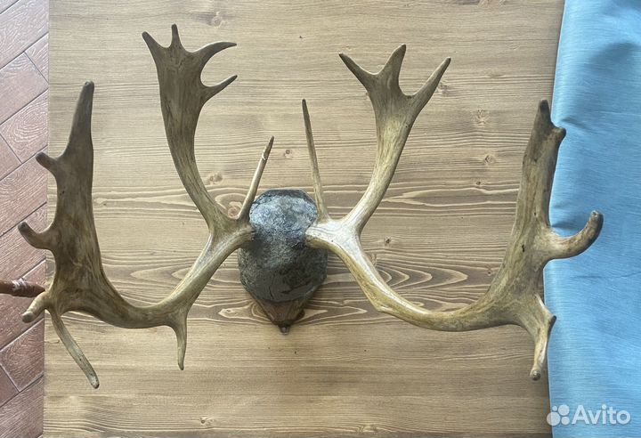 Рога оленя