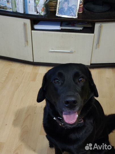 Кобель лабрадора вязка