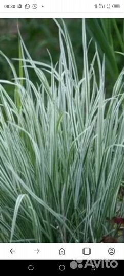 Многолетние цветы