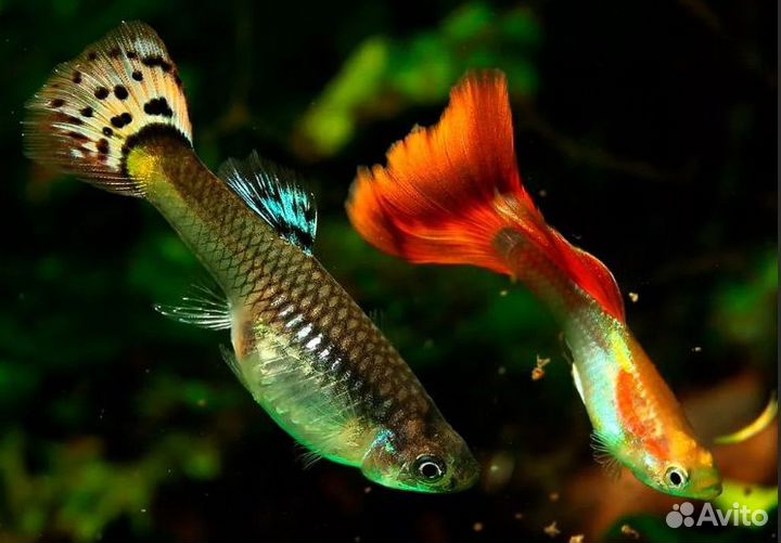 Продаю мальков рыбок гуппи 10р