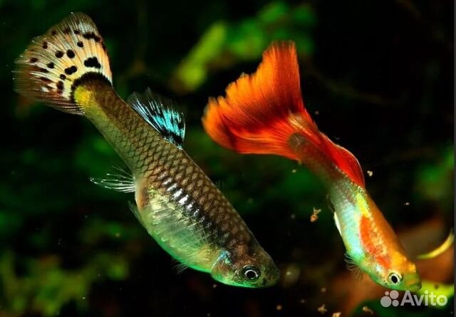 Продаю мальков рыбок гуппи 10р