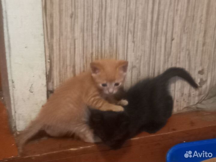 Котята бесплатно