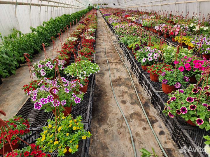 Петуния ампельная в кашпо