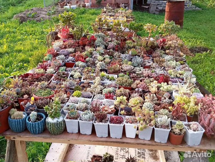 Суккуленты много разных
