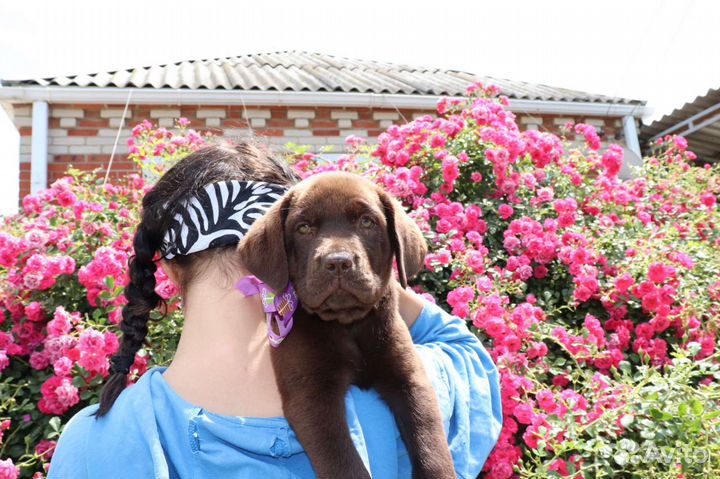 Щенки лабрадора