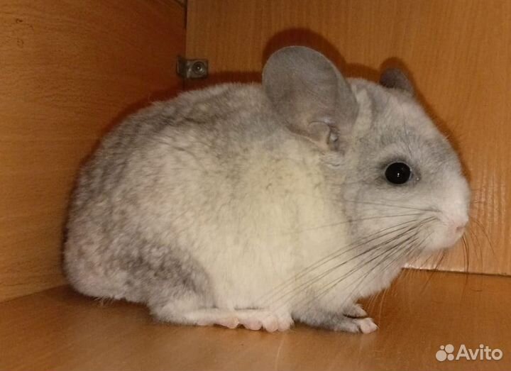 Шиншилла самочка