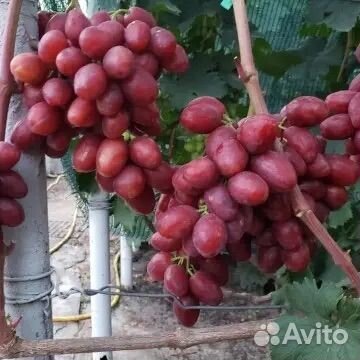 Саженцы Винограда Велюр